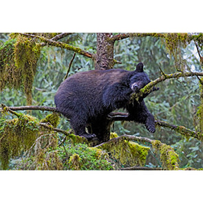 Black Bear Sleeping - 3D Magnet for Refrigerator, Whiteboard, Locker MAGNET 3dstereo 