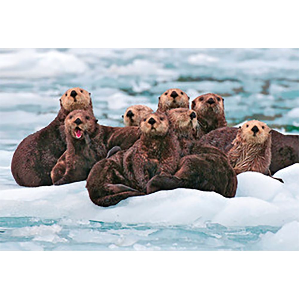 Otter Sea Raft - 3D Magnet for Refrigerator, Whiteboard, Locker ...