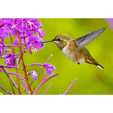 Rufous Hummingbird 2 - 3D Magnet for Refrigerator, Whiteboard, Locker MAGNET 3dstereo 