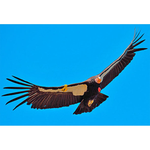 Condor - 2 Image 3D Magnet for Refrigerator, Whiteboard, Locker MAGNET 3dstereo 