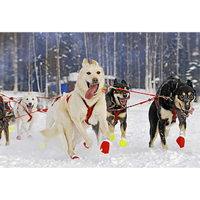 Sled Dogs 2 - 3D Magnet for Refrigerator, Whiteboard, Locker MAGNET 3dstereo 
