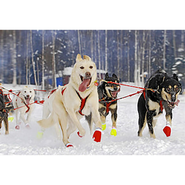 Sled Dogs 2 - 3D Magnet for Refrigerator, Whiteboard, Locker MAGNET 3dstereo 