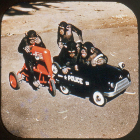 10 ANDREW - San Diego Zoo - View-Master 3 Reel Economy Packet - vintage - 214-A,B,C-S3 Packet 3dstereo 