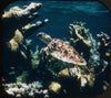 9 ANDREW - Wonders of the Deep - View-Master 3 Reel Packet - vintage - 990-A,B,C-S1 Packet 3Dstereo 