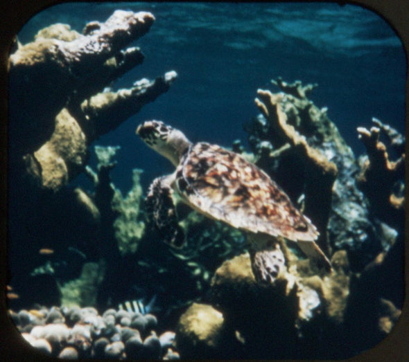 9 ANDREW - Wonders of the Deep - View-Master 3 Reel Packet - vintage - 990-A,B,C-S1 Packet 3Dstereo 
