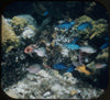 9 ANDREW - Wonders of the Deep - View-Master 3 Reel Packet - vintage - 990-A,B,C-S1 Packet 3Dstereo 