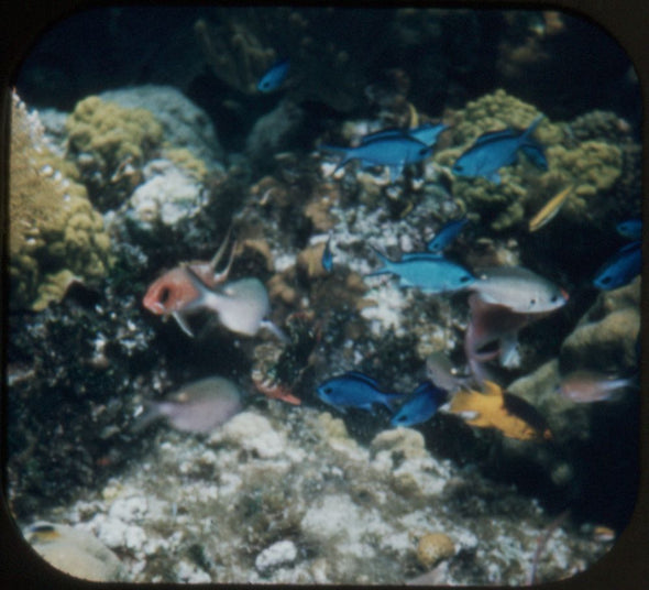 9 ANDREW - Wonders of the Deep - View-Master 3 Reel Packet - vintage - 990-A,B,C-S1 Packet 3Dstereo 