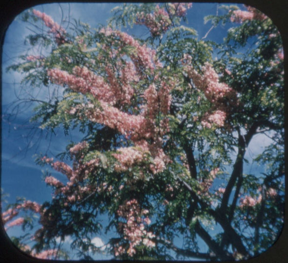 5 ANDREW - Hawaiian Fruits and Flowers - View-Master 3 Reel Packet - 1958 - vintage - A121-S4 Packet 3dstereo 