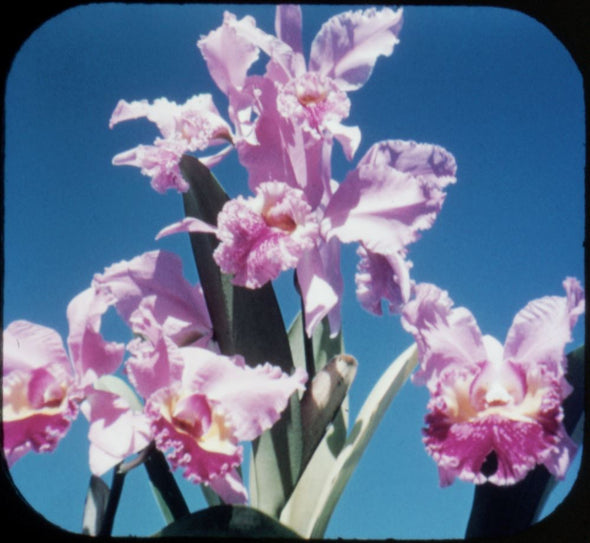 5 ANDREW - Hawaiian Fruits and Flowers - View-Master 3 Reel Packet - vintage - A121-S5 Packet 3dstereo 