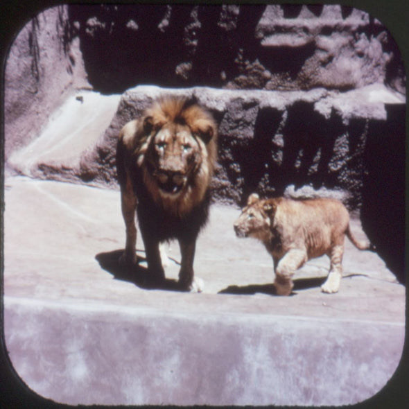 9 ANDREW - San Diego Zoo - View-Master 3 Reel Packet - vintage - A173-G1B Packet 3Dstereo 