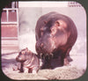 San Diego Zoo - View-Master 3 Reel Packet - vintage - A173-S4 Packet 3dstereo 