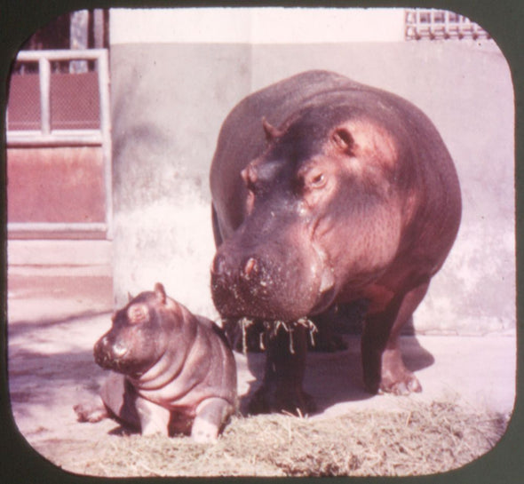 San Diego Zoo - View-Master 3 Reel Packet - vintage - A173-S4 Packet 3dstereo 