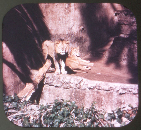 San Diego Zoo - View-Master 3 Reel Packet - vintage - A173-S4 Packet 3dstereo 