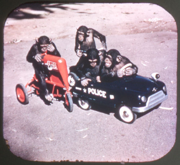 San Diego Zoo - View-Master 3 Reel Packet - vintage - A173-S4 Packet 3dstereo 