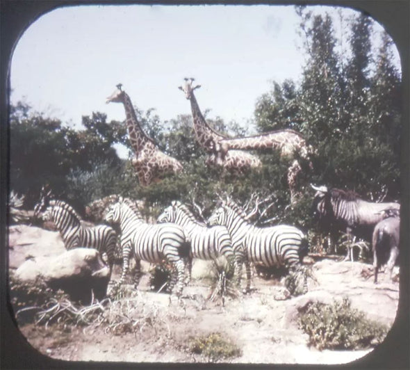 5 ANDREW - Adventureland - View-Master 3 Reel Packet - vintage - A177-S6C Packet 3dstereo 