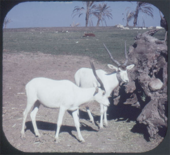 5 ANDREW - Lion Country Safari - View-Master 3 Reel Packet - vintage - A231-G3A Packet 3dstereo 