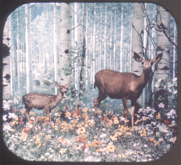 5 Andrew - Denver Museum of Natural History - View-Master - 3 Reel Packet - 1970s views - Vintage - A338-G1A Packet 3Dstereo 