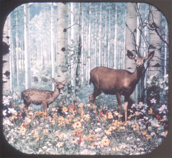 5 ANDREW - Denver Museum and Natural History - View-Master 3 Reel Packet - vintage - A338-S5 Packet 3dstereo 