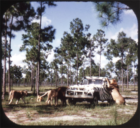 5 ANDREW - Lion Country Safari - Florida - View-Master 3 Reel Packet - 1971 - vintage - A956-G3B Packet 3dstereo 