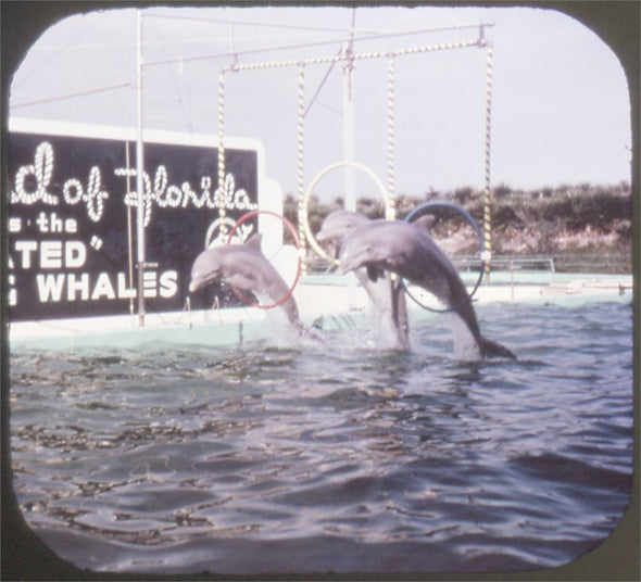 5 ANDREW - Marineland of Florida - View-Master 3 Reel Packet - vintage - A964-S6A Packet 3dstereo 