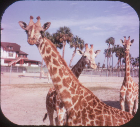 5 ANDREW - Busch Gardens Zoological Park - View-Master 3 Reel Packet - vintage - A979-G1B Packet 3dstereo 