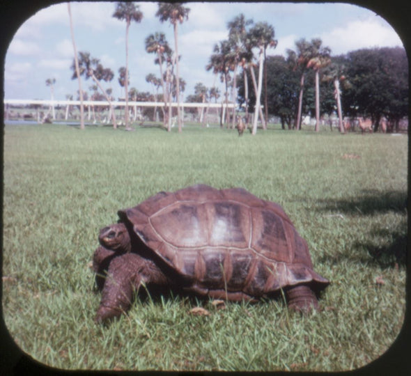 5 ANDREW - Busch Gardens Zoological Park - View-Master 3 Reel Packet - vintage - A979-G1B Packet 3dstereo 