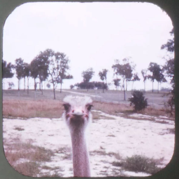 5 ANDREW - Busch Garden Zoological Park - Florida - View-Master 3 Reel Packet - vintage - A979A-G1A Packet 3dstereo 