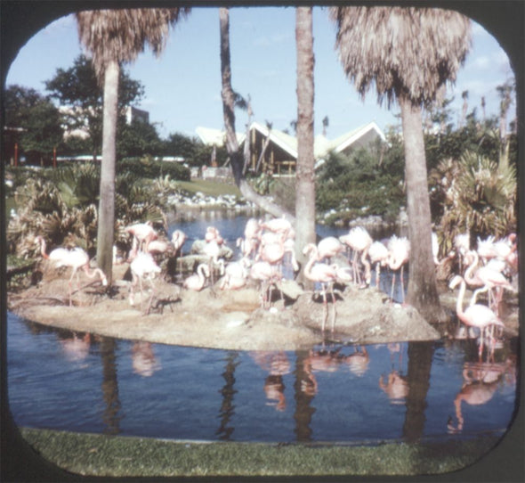 9 ANDREW - Busch Gardens - View-Master 3 Reel Packet - vintage - A988-S6A Packet 3Dstereo 