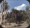 5 ANDREW - Grand Tour of Africa - View-Master 3 Reel Packet - vintage - B096-V2 Packet 3dstereo 