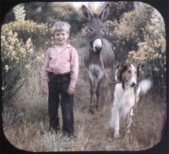 5 ANDREW - Lassie and Timmy in Runaway Mule - View-Master - Single Reel Pack - vintage - B4721 Packet 3dstereo 