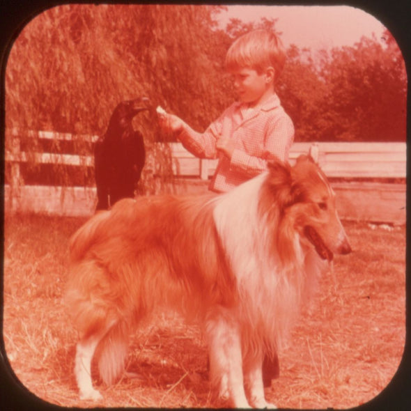 9 ANDREW - Lassie Y Timmy - View-Master 3 Reel Economy Packet - vintage - B474-S-G1Y Packet 3Dstereo 