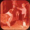 9 ANDREW - Lassie Y Timmy - View-Master 3 Reel Economy Packet - vintage - B474-S-G1Y Packet 3Dstereo 