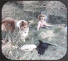 5 ANDREW - Lassie and Timmy - View-Master 3 Reel Packet - 1959 - vintage - B474-BS3 Packet 3dstereo 