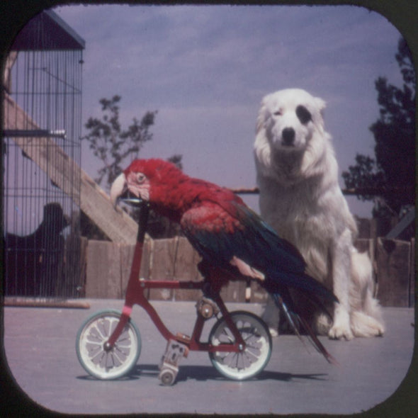 10 ANDREW - Universal Studios - View-Master 3 Reel Packet - vintage - B477-G1C Packet 3dstereo 