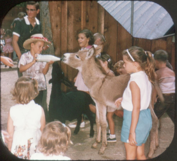 9 ANDREW - Children's Zoo - View-Master 3 Reel Packet - vintage - B617-S4 Packet 3Dstereo 