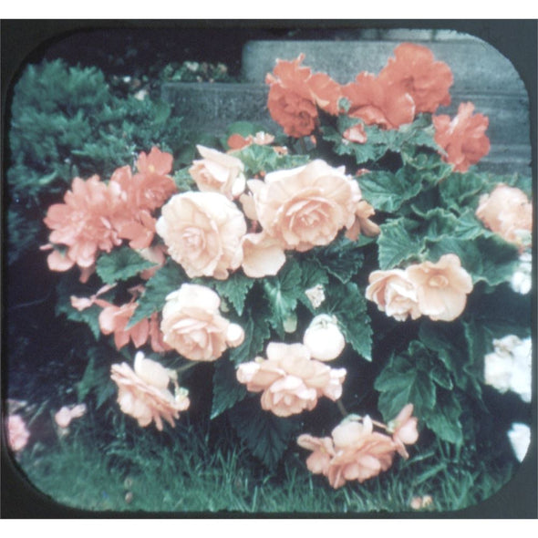 5 ANDREW - Garden Flowers - View-Master 3 Reel Packet - vintage - B628E-BS6 Packet 3dstereo 