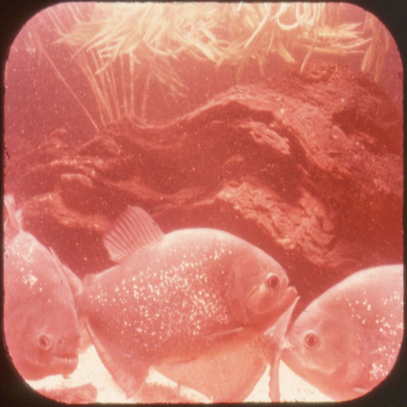 Fish Life - View-Master 3 Reel Economy Packet - vintage