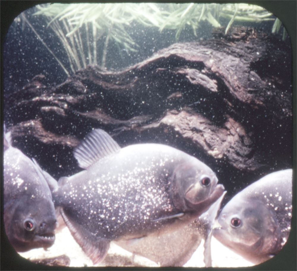 Fish Life - Ichthyology - View-Master 3 Reel Packet - vintage