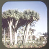x-Plant Kingdom - Botany - Vintage View-Master 3 Reel Packet - 1970s views Packet 3dstereo 