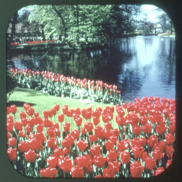 x-Plant Kingdom - Botany - Vintage View-Master 3 Reel Packet - 1970s views Packet 3dstereo 