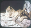 5 ANDREW - de Antwerpse Zoo d'Anvers - View-Master 3 Reel Packet - vintage - C372N-F-BG1 Packet 3dstereo 