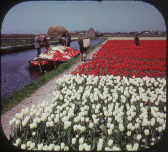 5 ANDREW - Tulpenbloei - View-Master 3 Reel Packet - vintage - C385N-BS5 Packet 3dstereo 