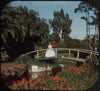 5 ANDREW - Cypress Gardens - View-Master 3 Reel Packet - 1955 - vintage - 164-A,B,C-S3 Packet 3dstereo 