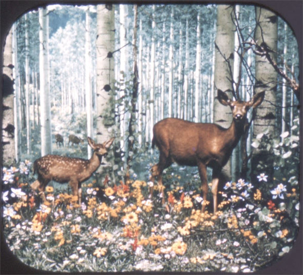 5 ANDREW - Denver Museum - View-Master 3 Reel Packet - 1956 - vintage - 244-A,B,C-S3D Packet 3dstereo 