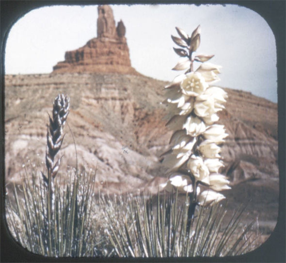 6 ANDREW - Desert Wild Flowers - View-Master 3 Reel Packet - vintage - 985-A,B,C-BS3 Packet 3dstereo 