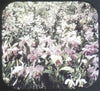 9 ANDREW - Flowers of Hawaii - View-Master 3 Reel Packet - vintage - 68,69,71-S3 Packet 3Dstereo 