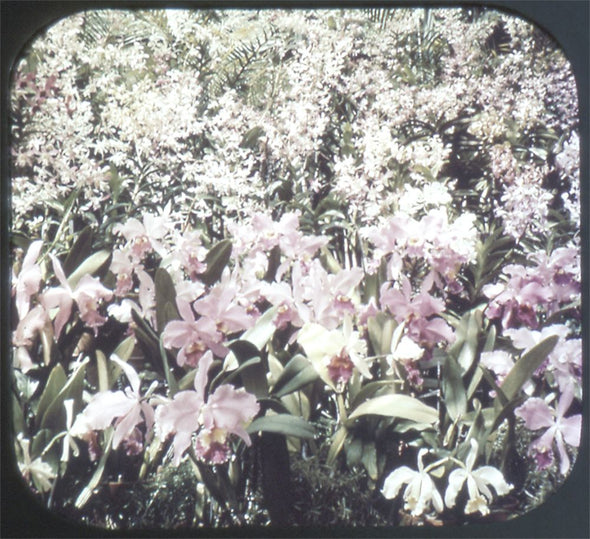 9 ANDREW - Flowers of Hawaii - View-Master 3 Reel Packet - vintage - 68,69,71-S3 Packet 3Dstereo 