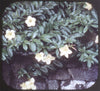 9 ANDREW - Flowers of Hawaii - View-Master 3 Reel Packet - vintage - 68,69,71-S3 Packet 3Dstereo 