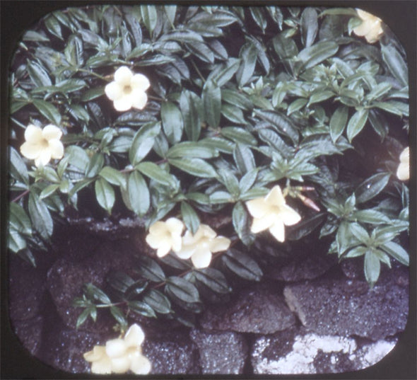 9 ANDREW - Flowers of Hawaii - View-Master 3 Reel Packet - vintage - 68,69,71-S3 Packet 3Dstereo 