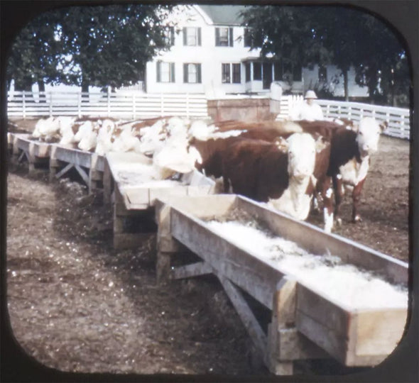9 ANDREW - Iowa - View-Master 3 Reel Economy Packet - vintage - IW-1,2,3-S3 Packet 3Dstereo 